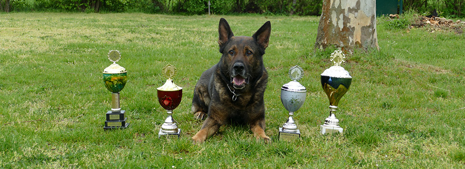 SV OG Offenbach Begleithundeausbildung, Schutzhundesport, Fährtensuche